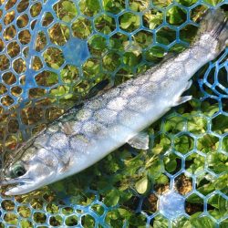 人がいっぱい魚もいっぱい ～高島の泉～